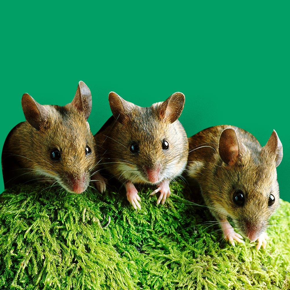 How To Kill Mice & Rats (RODENTS) with Baking Soda 