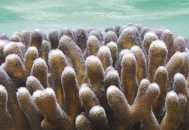fond marin avec corail