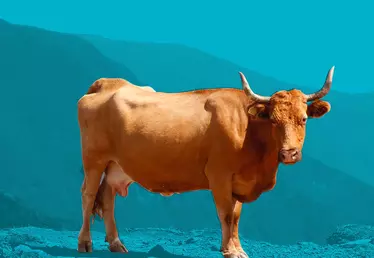 Vache dans la campagne
