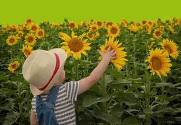 child in front of a field of sunflowers
