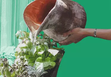 A woman waters her plants