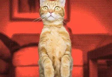 un chat roux dressé sur ses pattes arrières