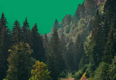 Une forêt
