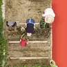 a vegetable garden cultivated by four people